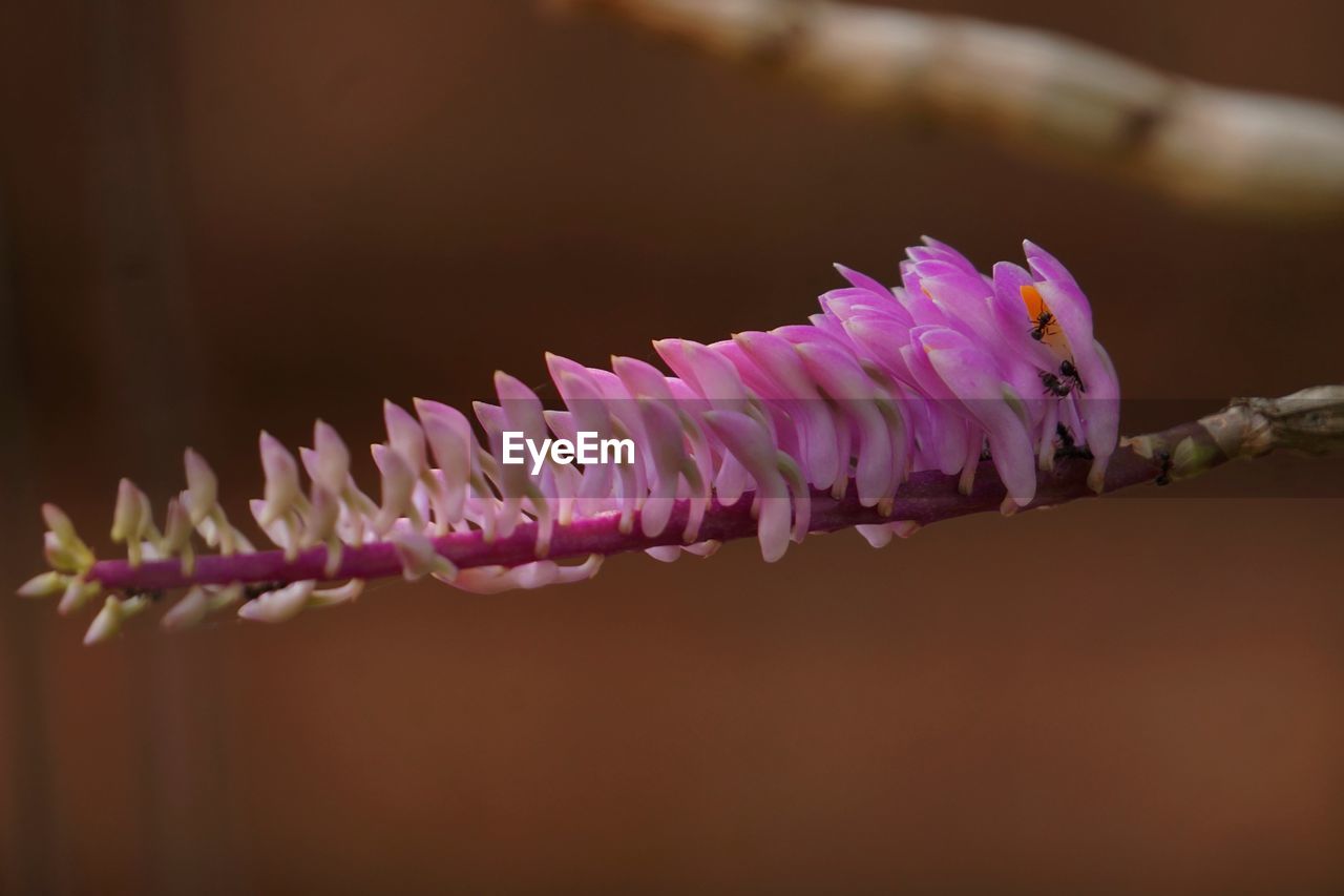 Close-up of pink flowers