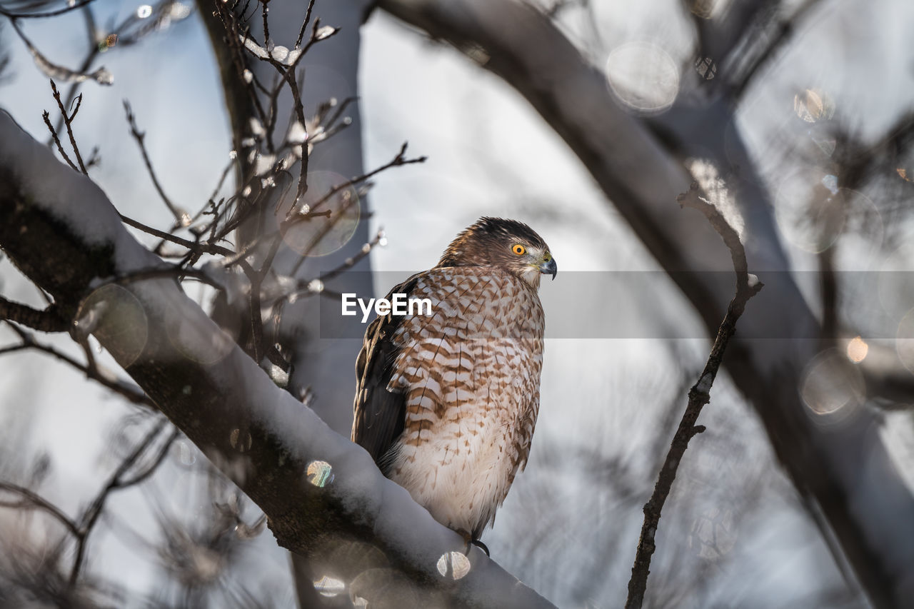 CLOSE-UP OF A BIRD PERCHING ON BRANCH