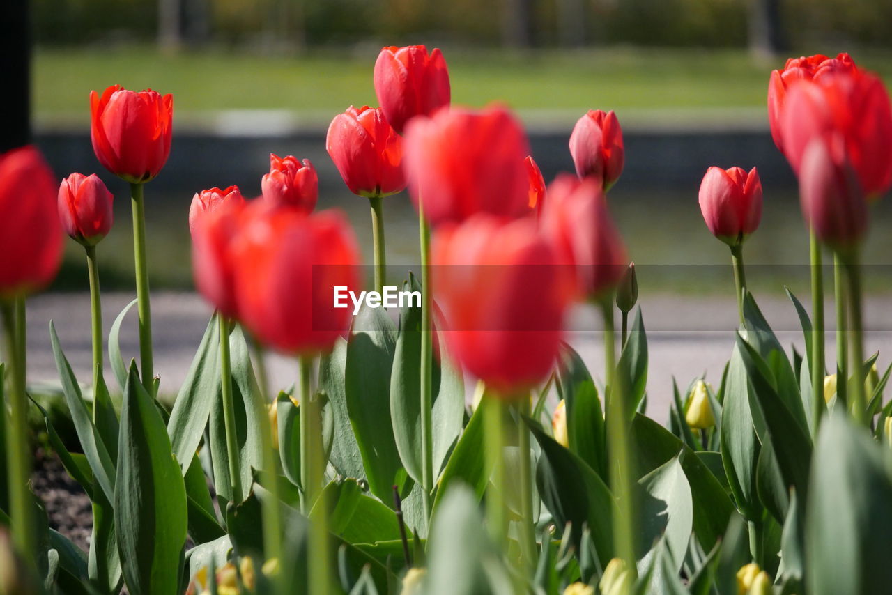 Close-up of red tulips in field