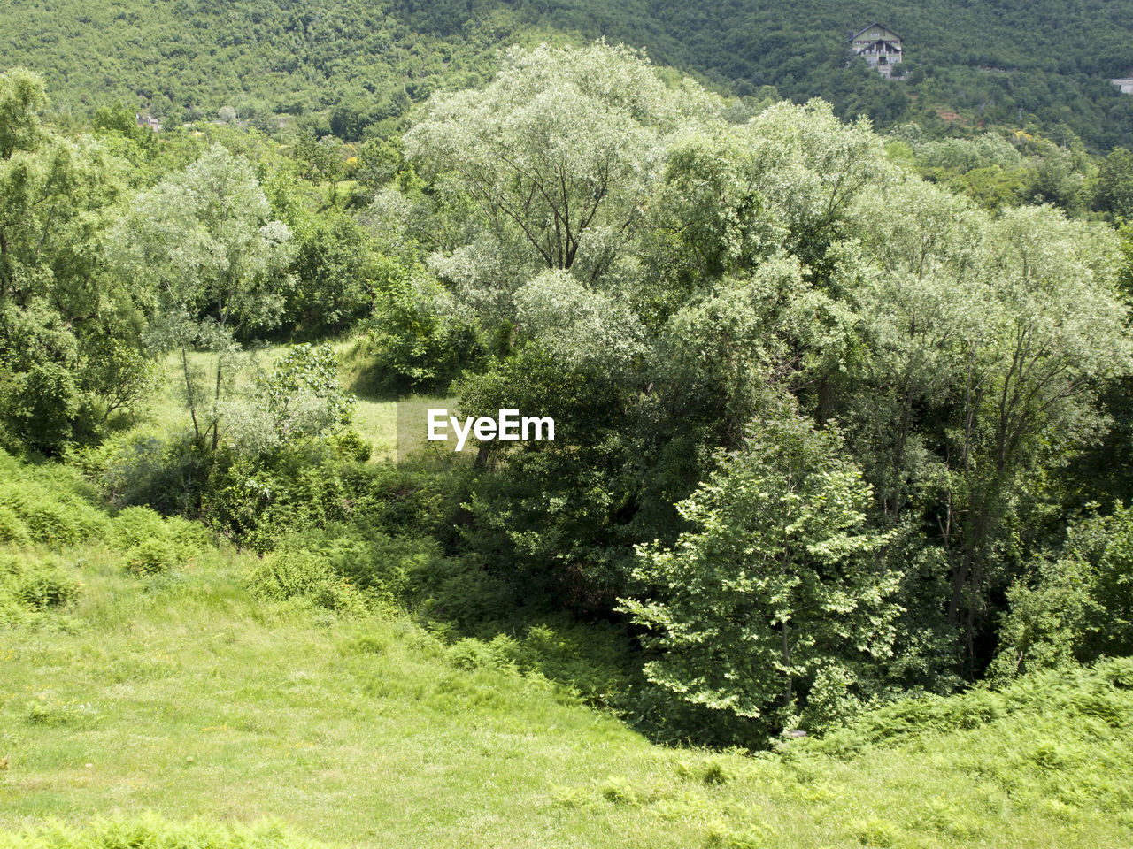 VIEW OF TREES ON FIELD