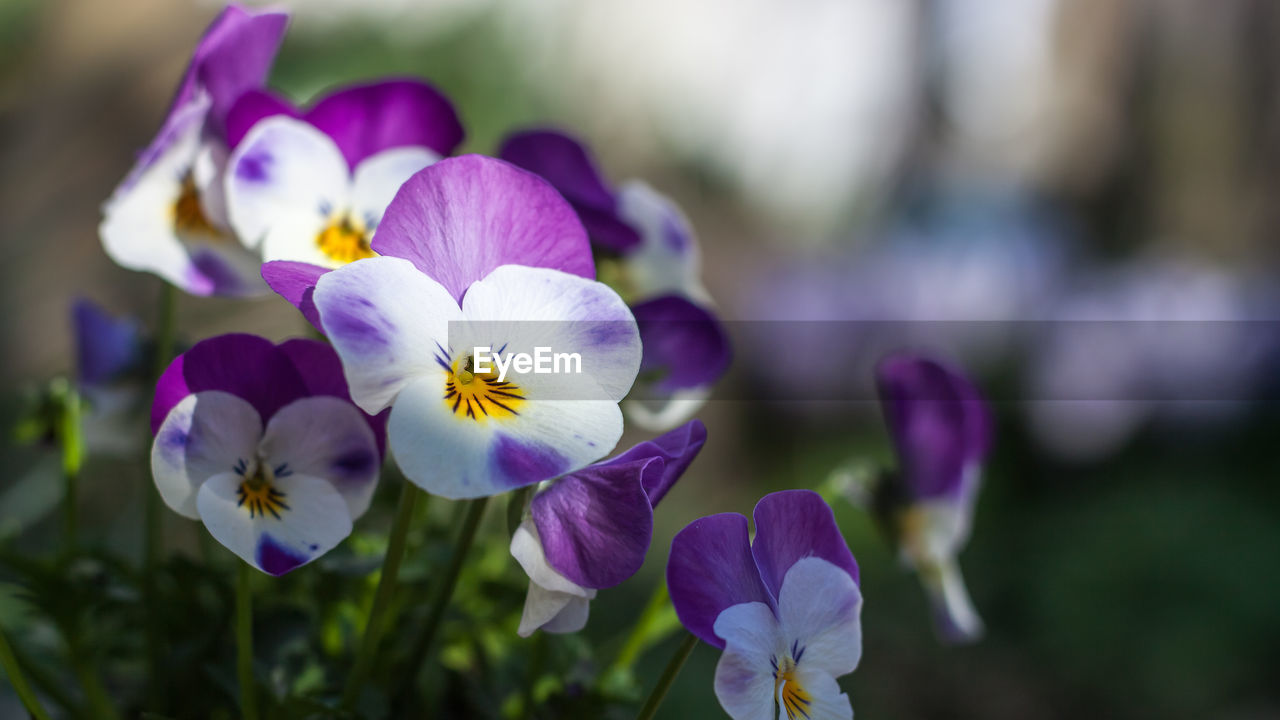 CLOSE-UP OF PURPLE FLOWER