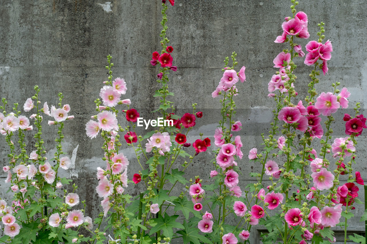 CLOSE-UP OF PINK ROSES ON PLANT AGAINST WALL