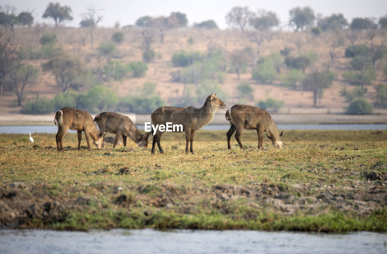 Waterbucks in a field