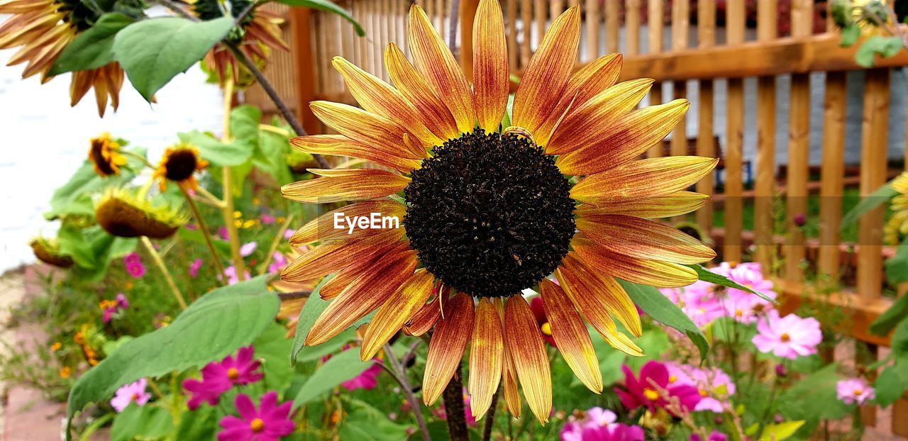 CLOSE-UP OF FRESH SUNFLOWER WITH PURPLE FLOWER