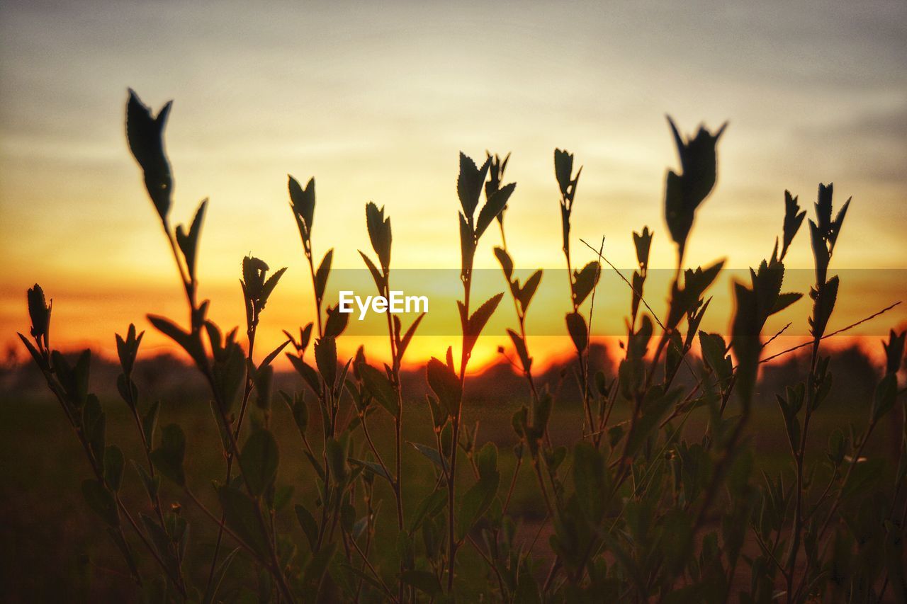 SILHOUETTE CROPS ON FIELD AGAINST SKY DURING SUNSET