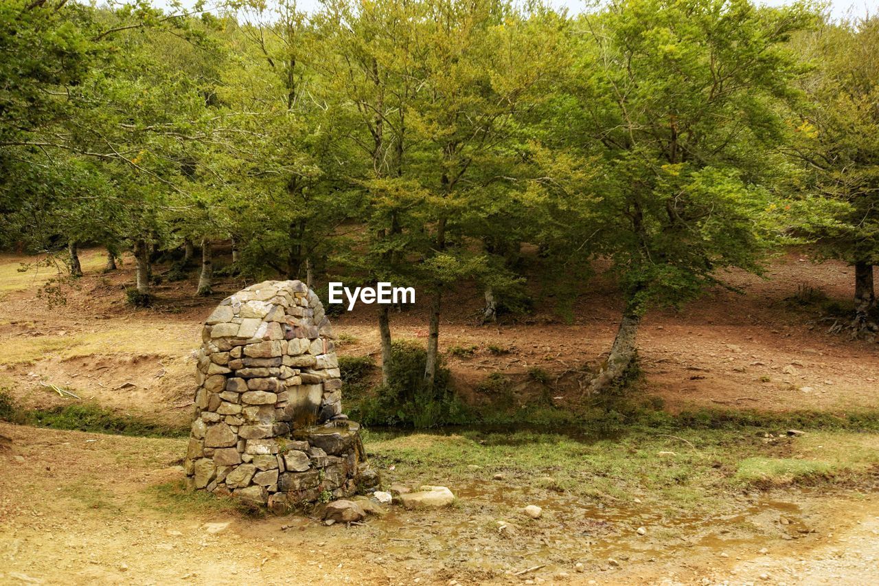 VIEW OF TREES ON GRASSLAND