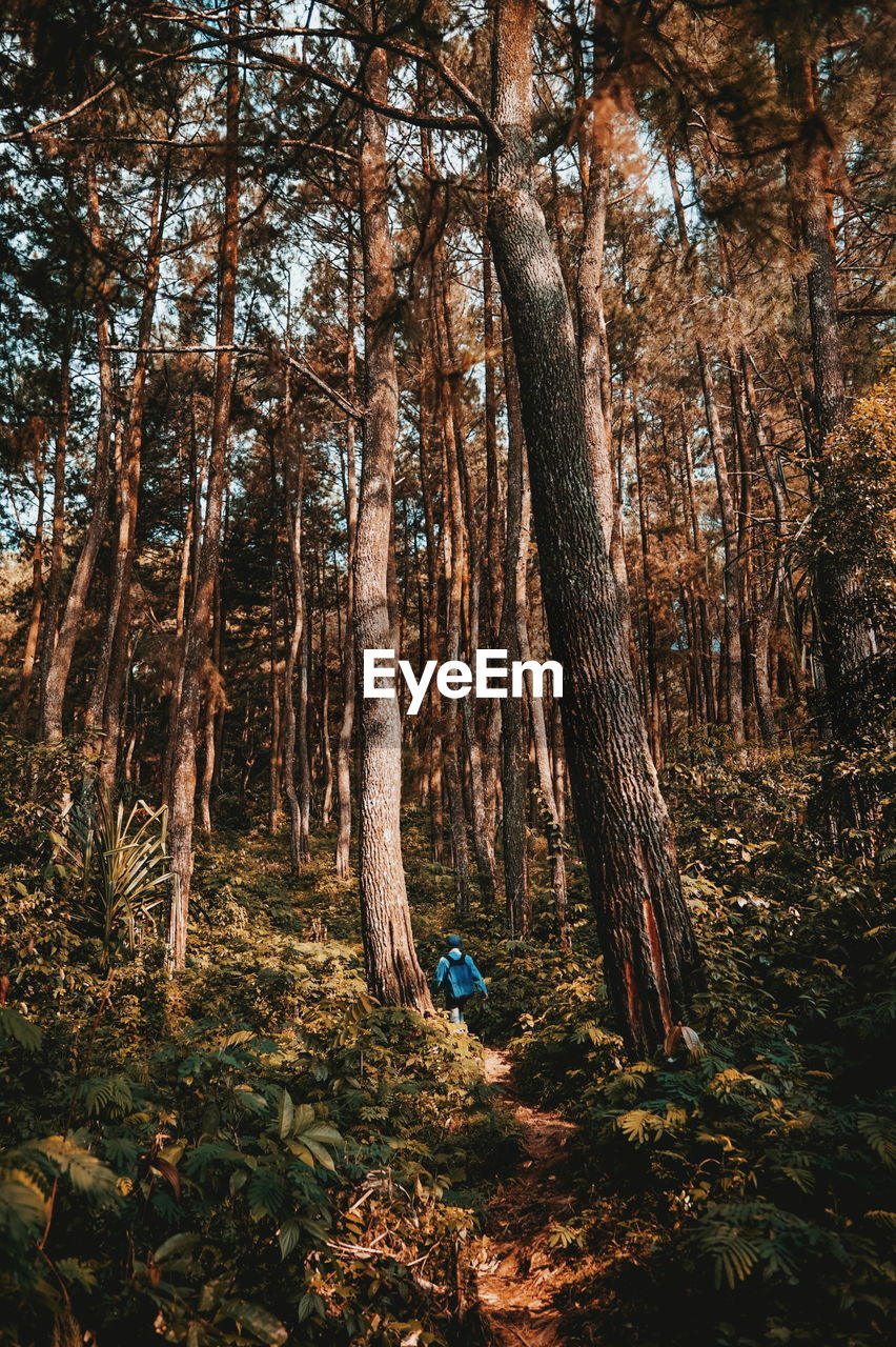 Rear view of man walking by trees in forest