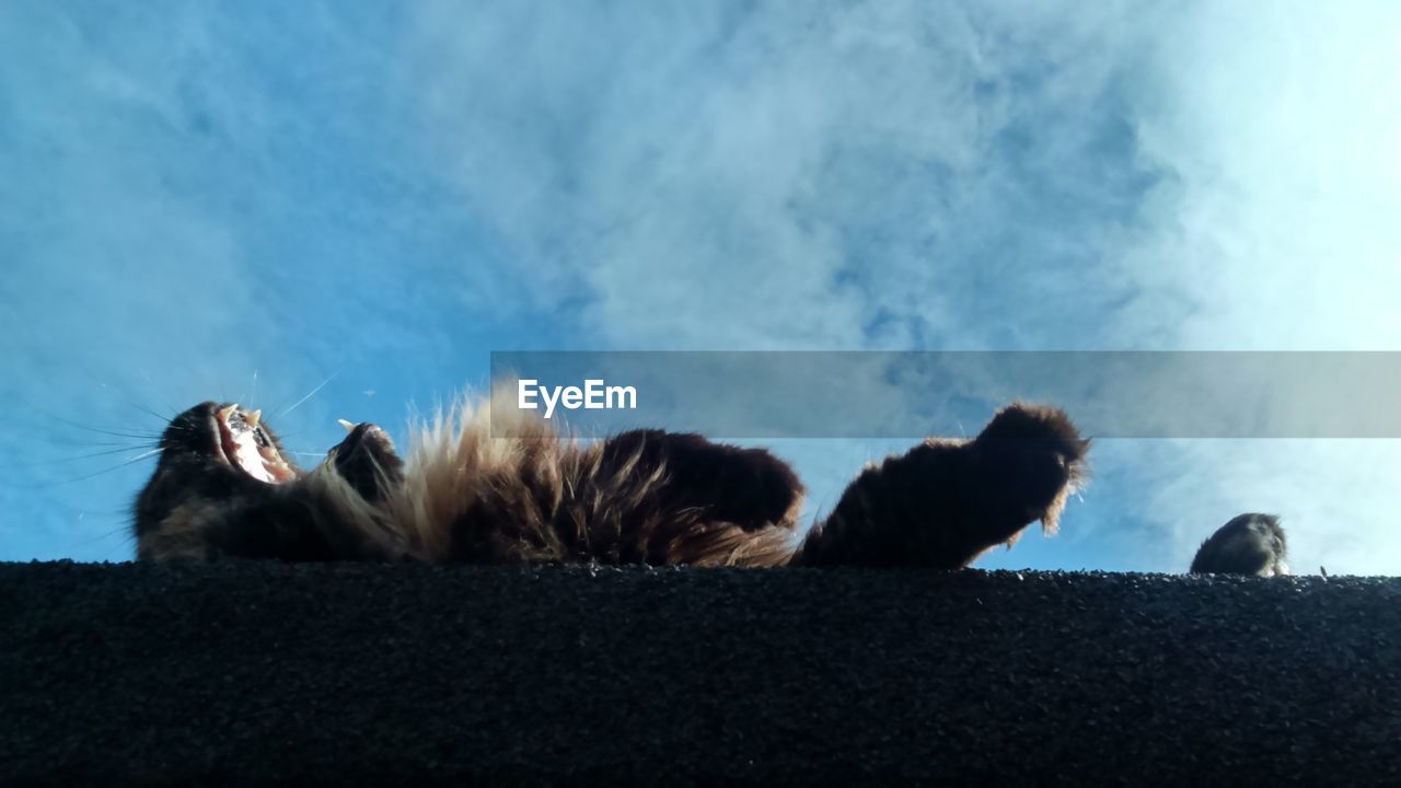 Low angle view of maine coon yawing while lying on roof against sky