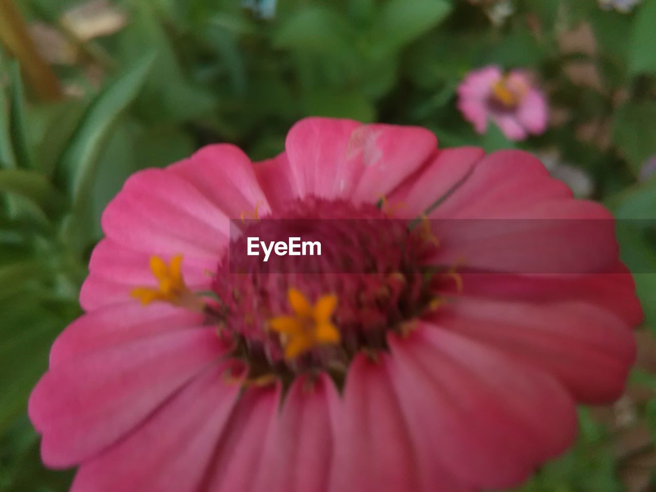 CLOSE-UP OF PINK ZINNIA BLOOMING OUTDOORS