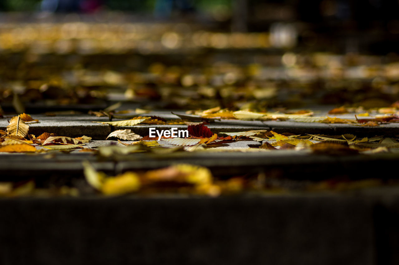 CLOSE-UP OF AUTUMN LEAVES ON METAL SURFACE
