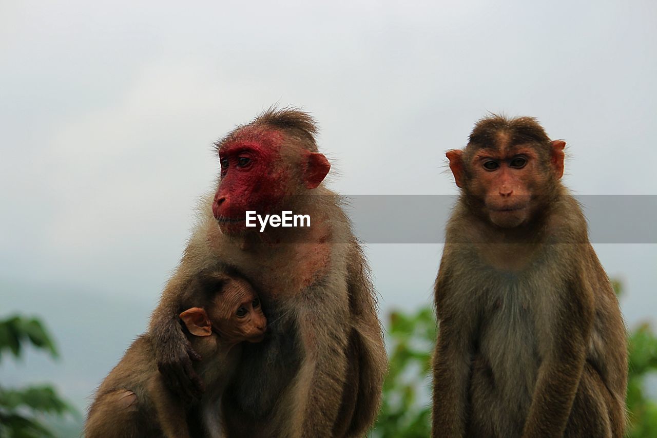 Close-up of monkey against sky