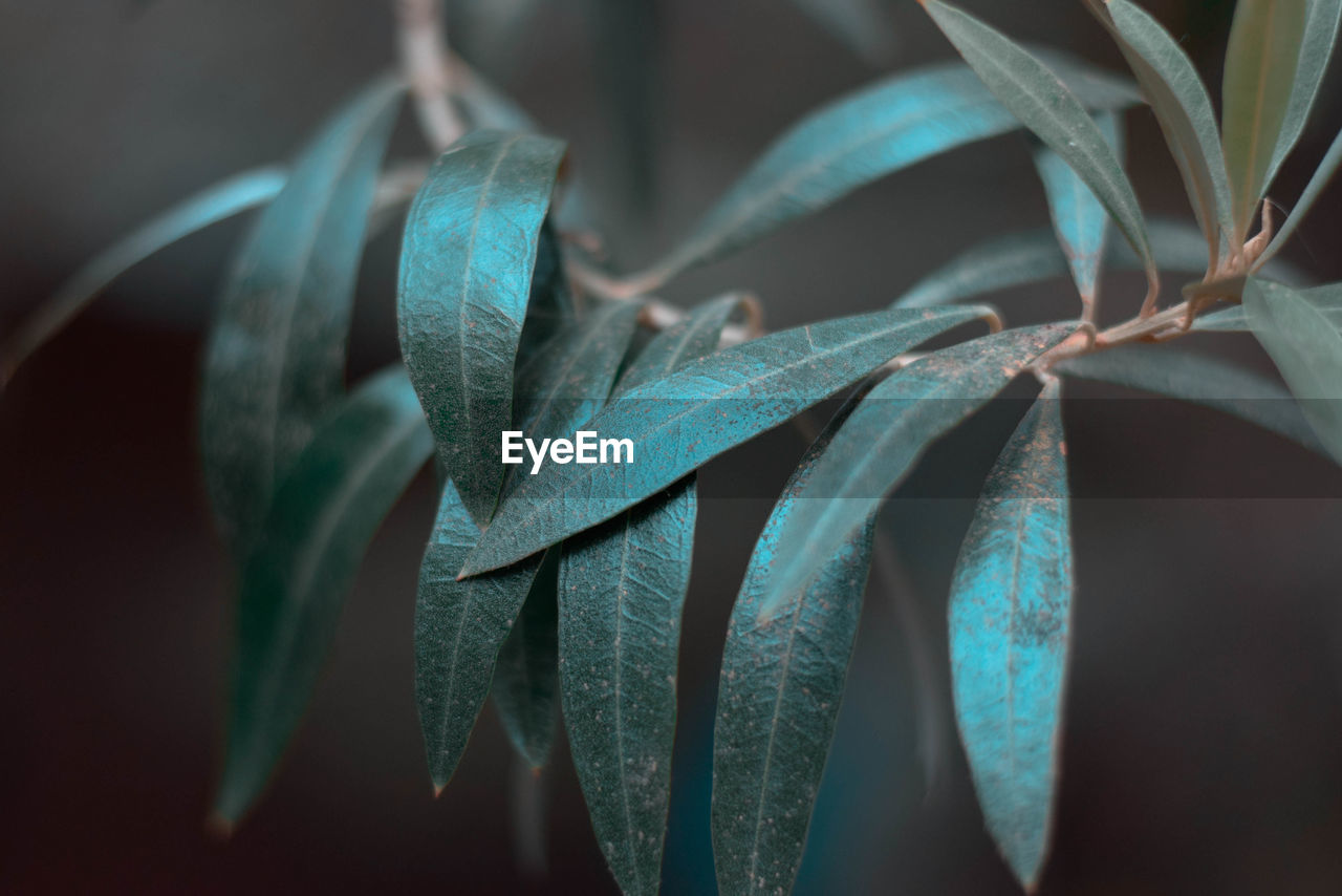 Close-up of succulent plant leaves