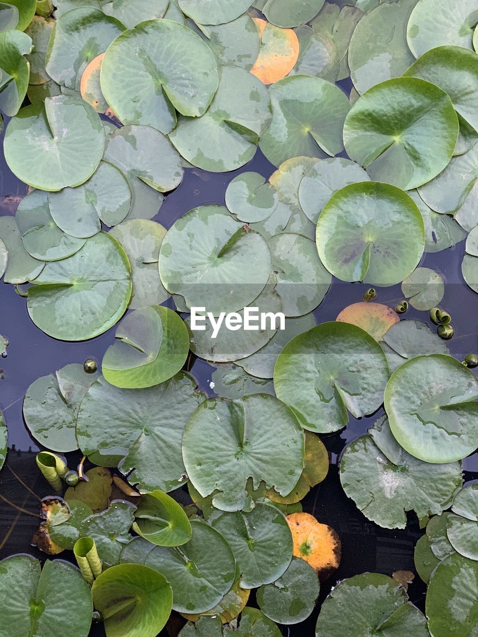 High angle view of leaves floating on water