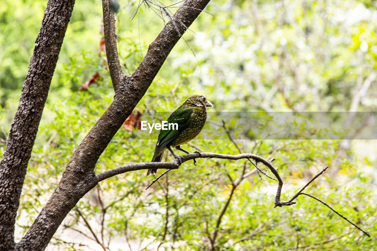 Bird in the garden
