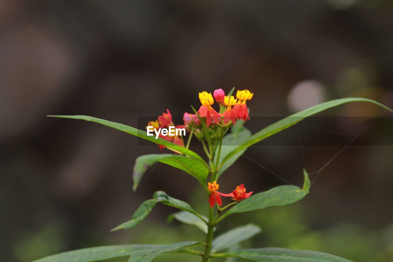 Close-up of flowering plant