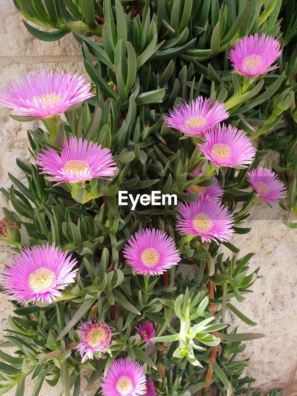 High angle view of pink flowering plants