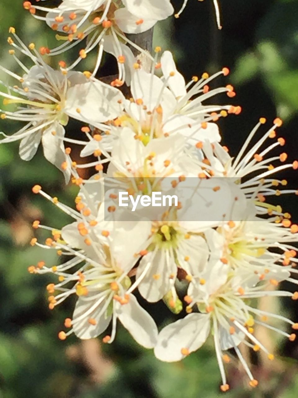 CLOSE-UP OF WHITE FLOWERS BLOOMING IN PARK