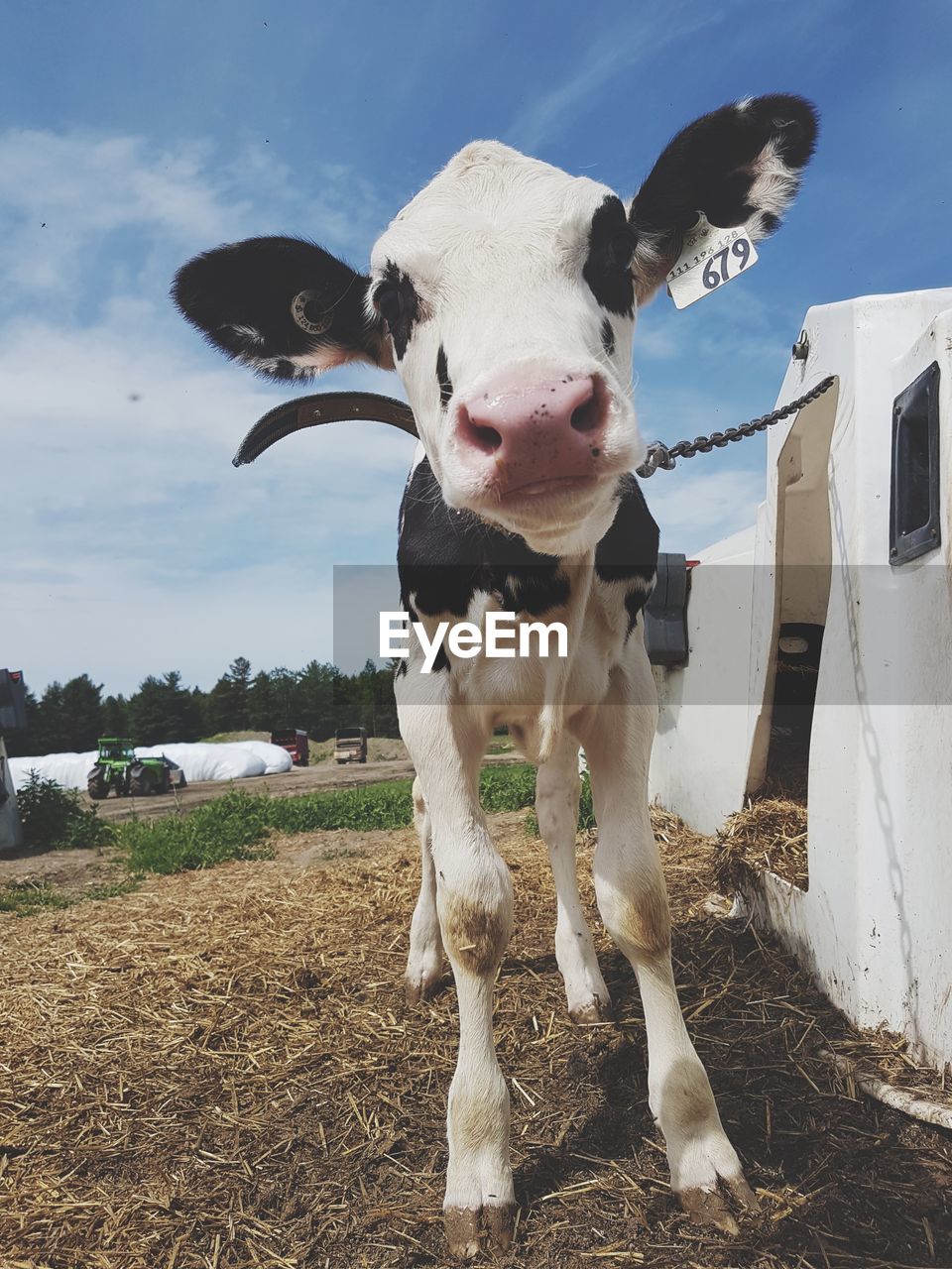 PORTRAIT OF COW ON FIELD