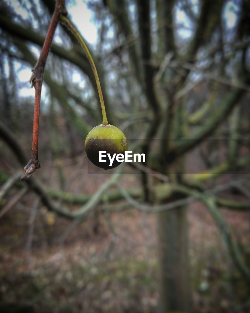 CLOSE-UP OF APPLE ON TREE