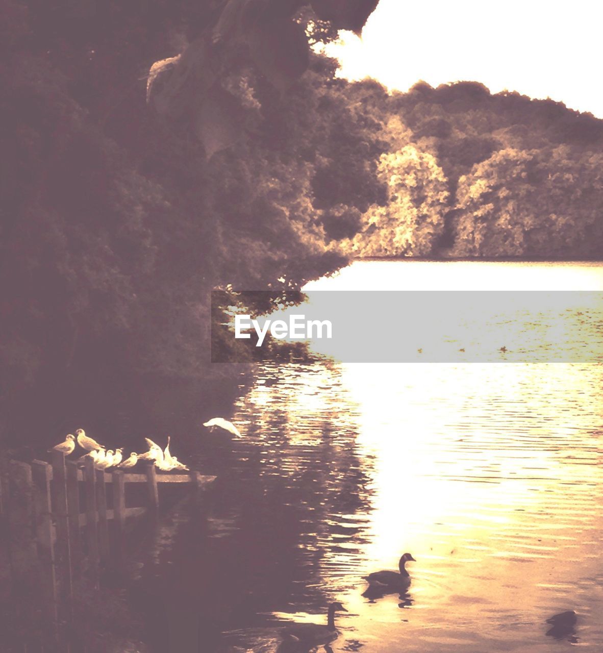 BIRDS SWIMMING IN CALM LAKE AGAINST MOUNTAIN