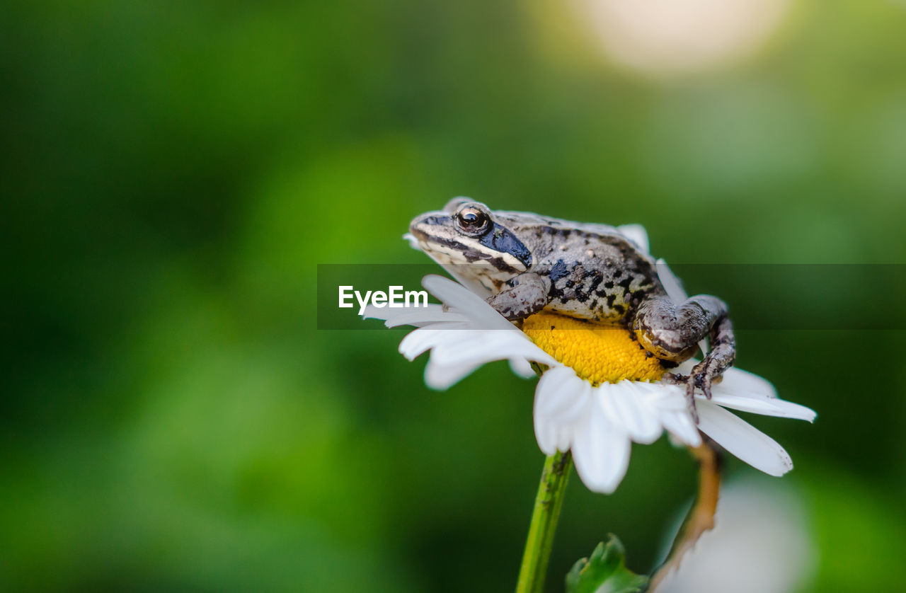 Close-up of frog on flower