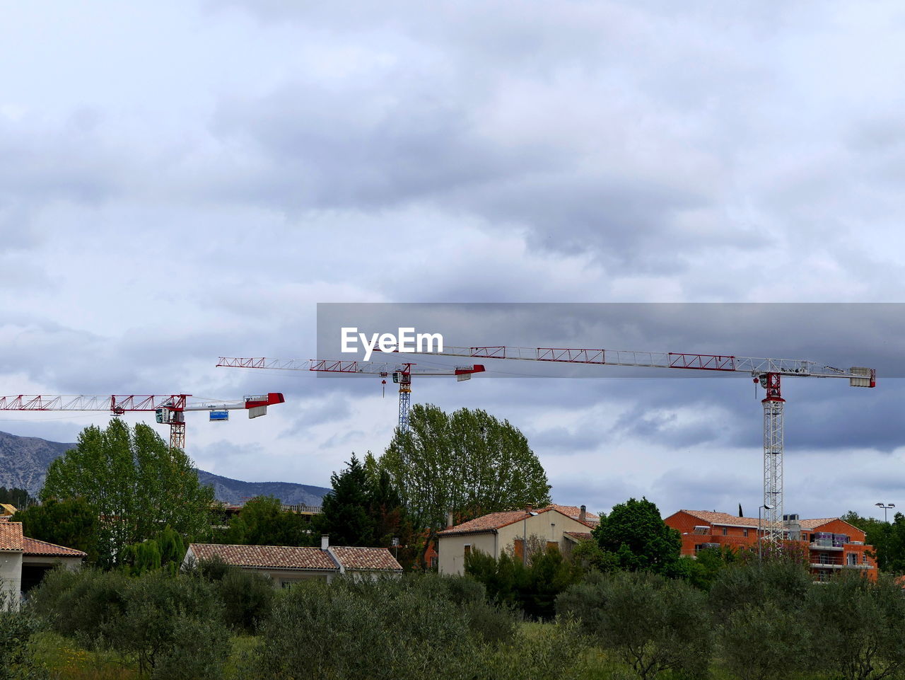 CRANES AND PLANTS AGAINST SKY