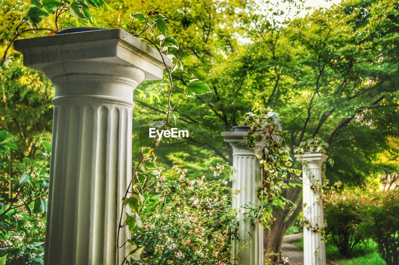 Columns by trees and plants in park