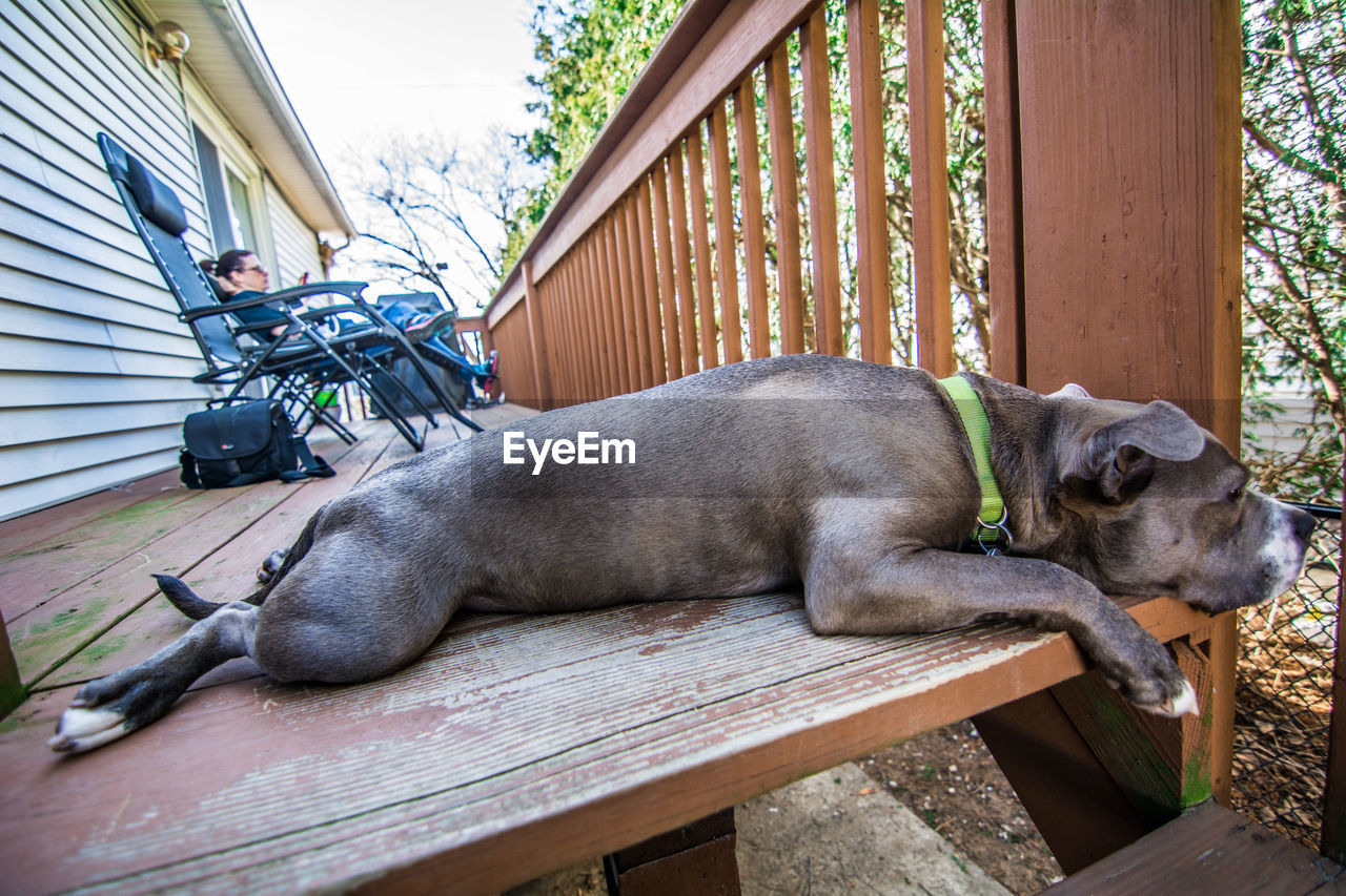 Dog resting against woman sitting on chair at porch