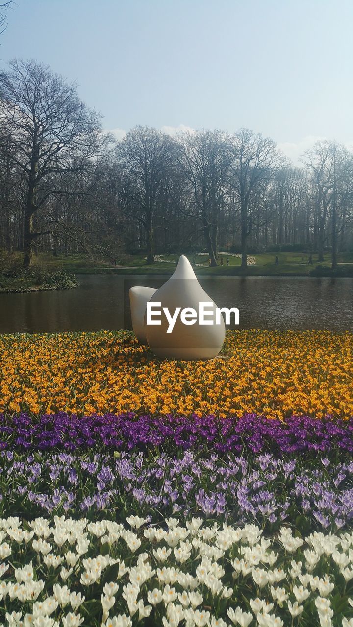 CLOSE-UP OF FLOWERS IN PARK AGAINST CLEAR SKY