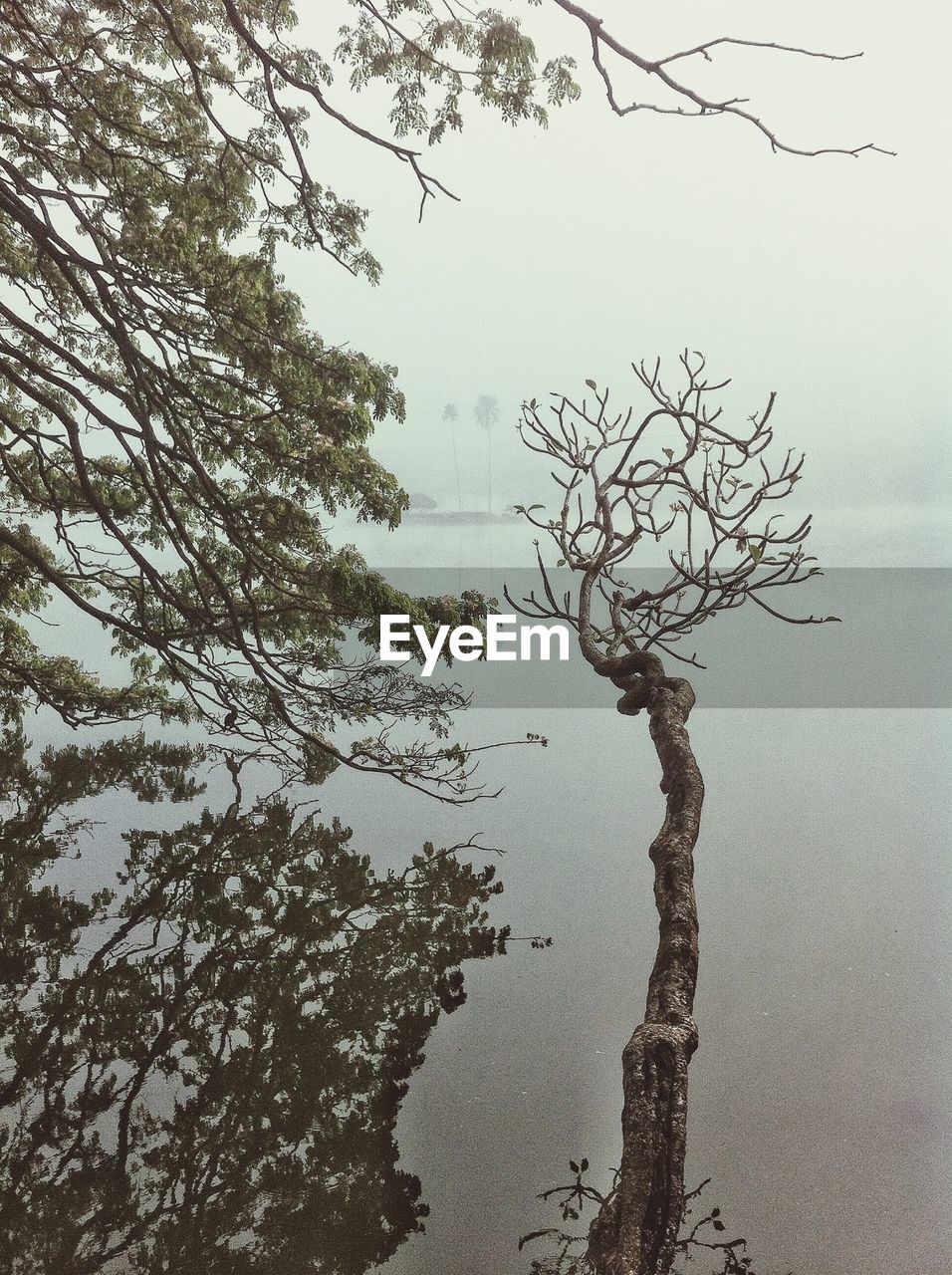 Trees against lake in foggy weather