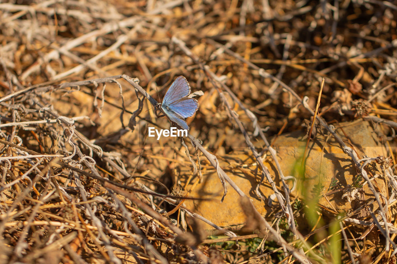 CLOSE-UP OF BUTTERFLY ON DRY PLANTS