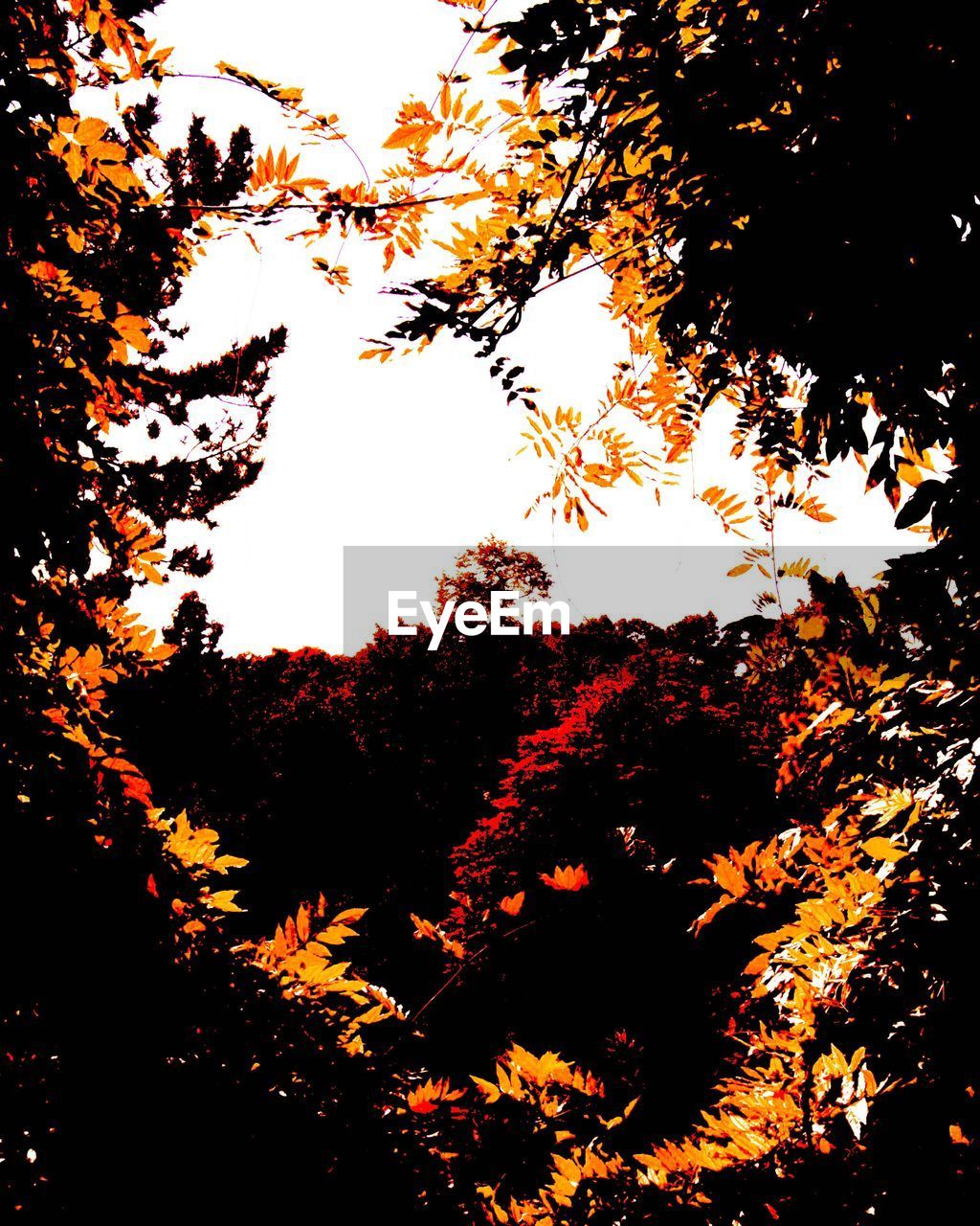 LOW ANGLE VIEW OF TREE AGAINST SKY DURING AUTUMN