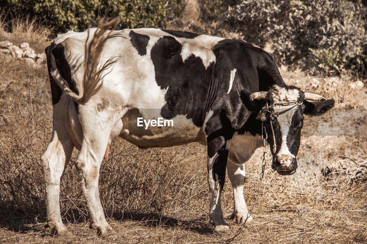 COWS STANDING IN FIELD