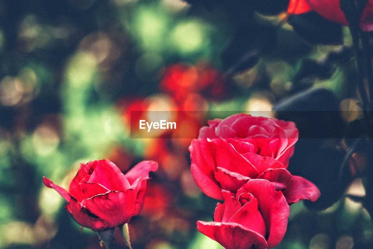 CLOSE-UP OF ROSES BLOOMING OUTDOORS