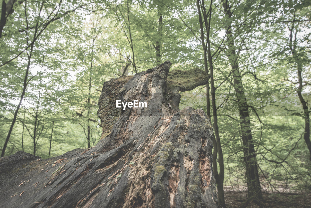 LOW ANGLE VIEW OF TREES ON FOREST