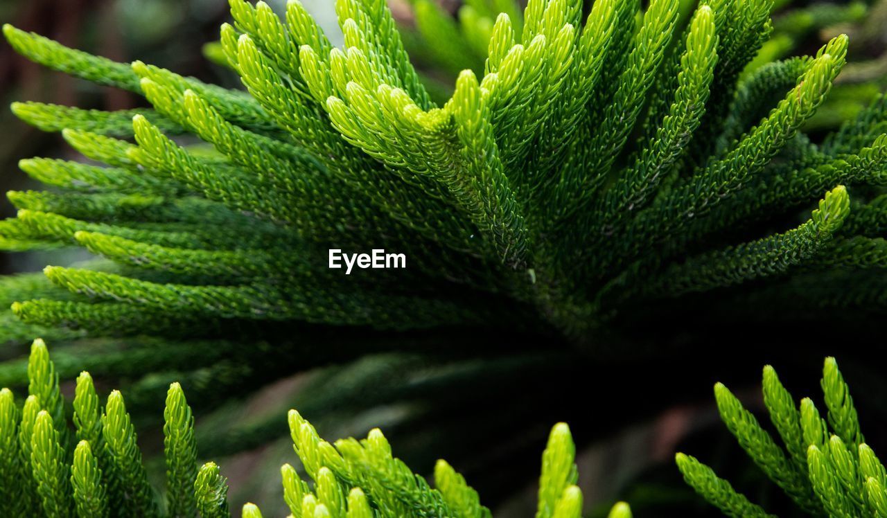 CLOSE-UP OF FERN