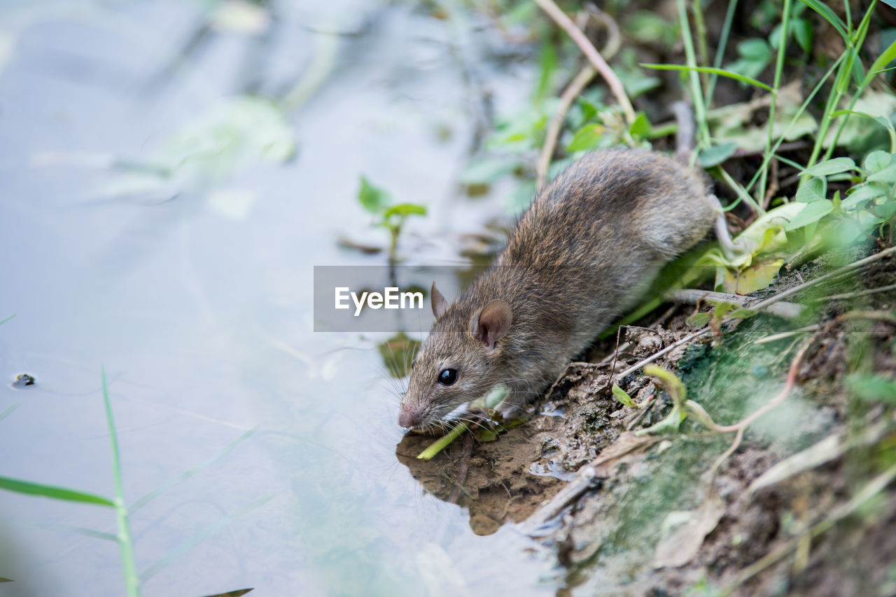 High angle view of rat by lake