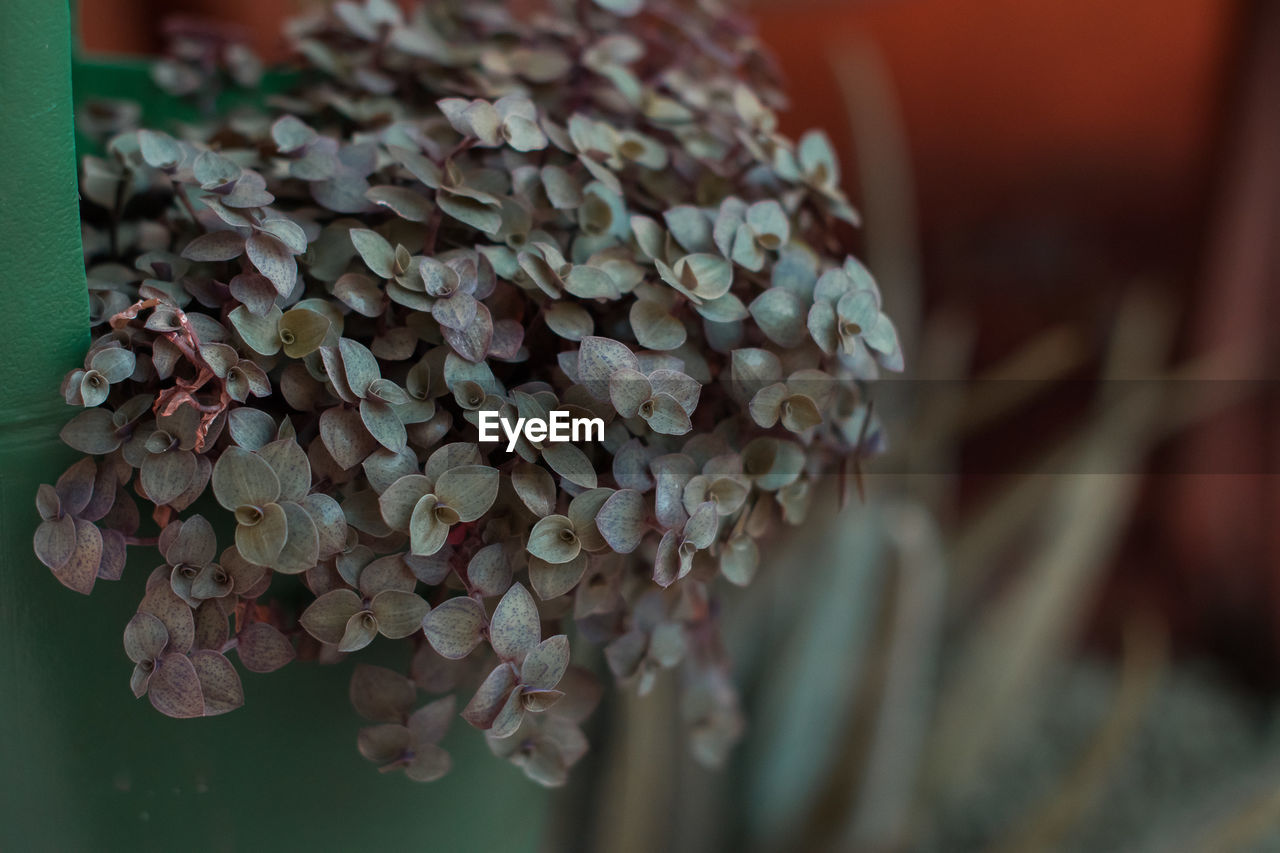 Close-up of hydrangea outdoors