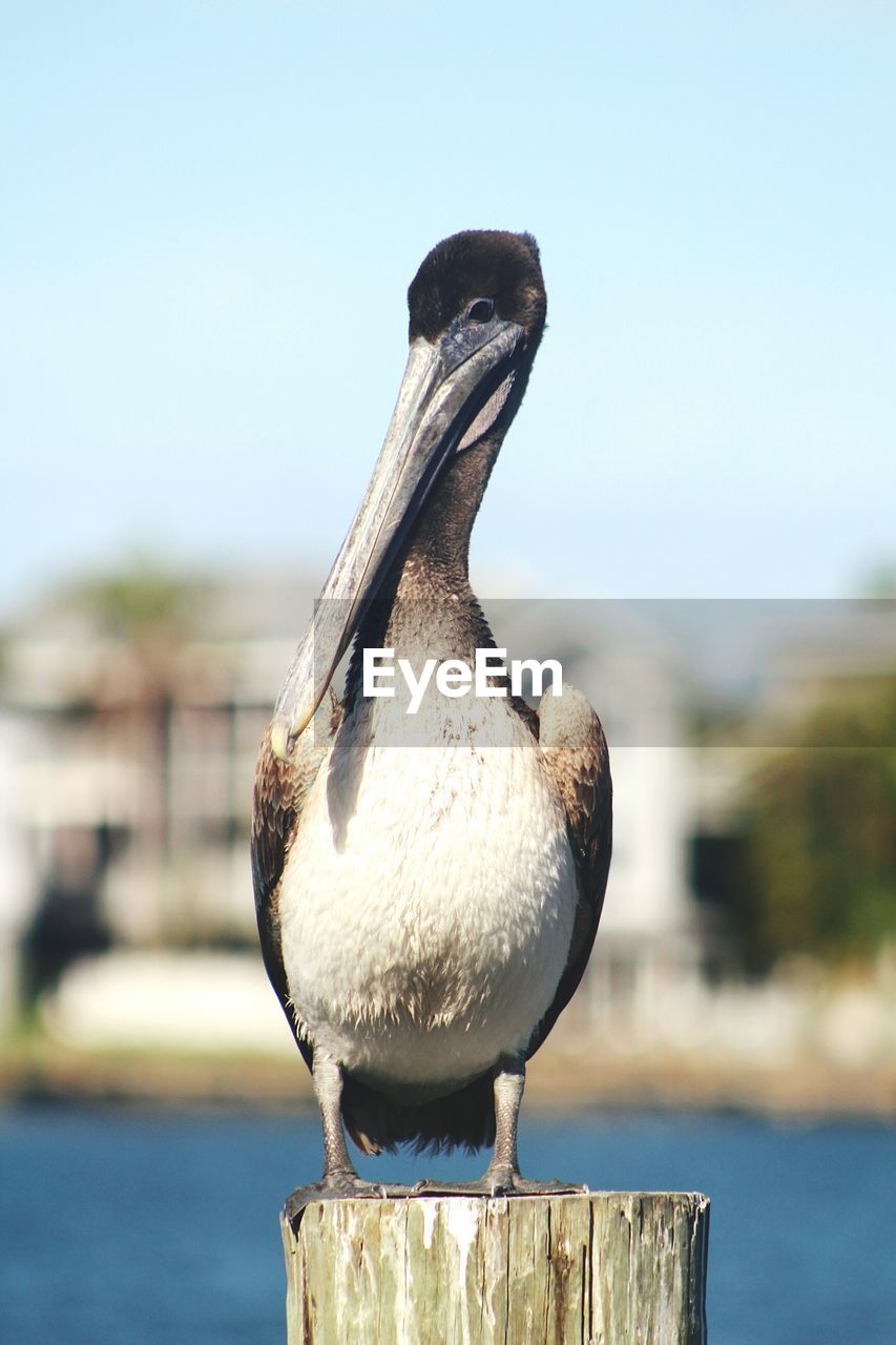 Close-up of pelican perching on wooden post