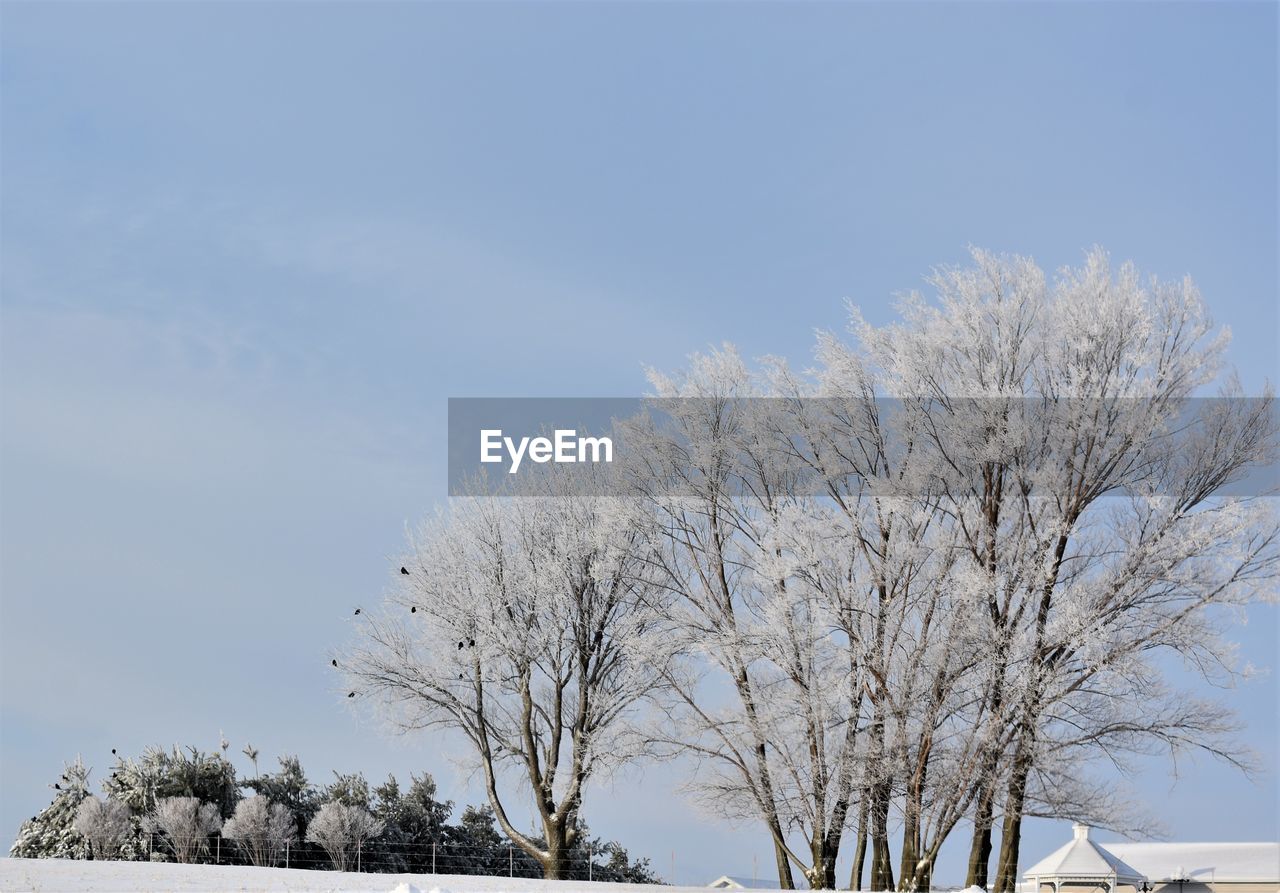 LOW ANGLE VIEW OF TREES AGAINST SKY