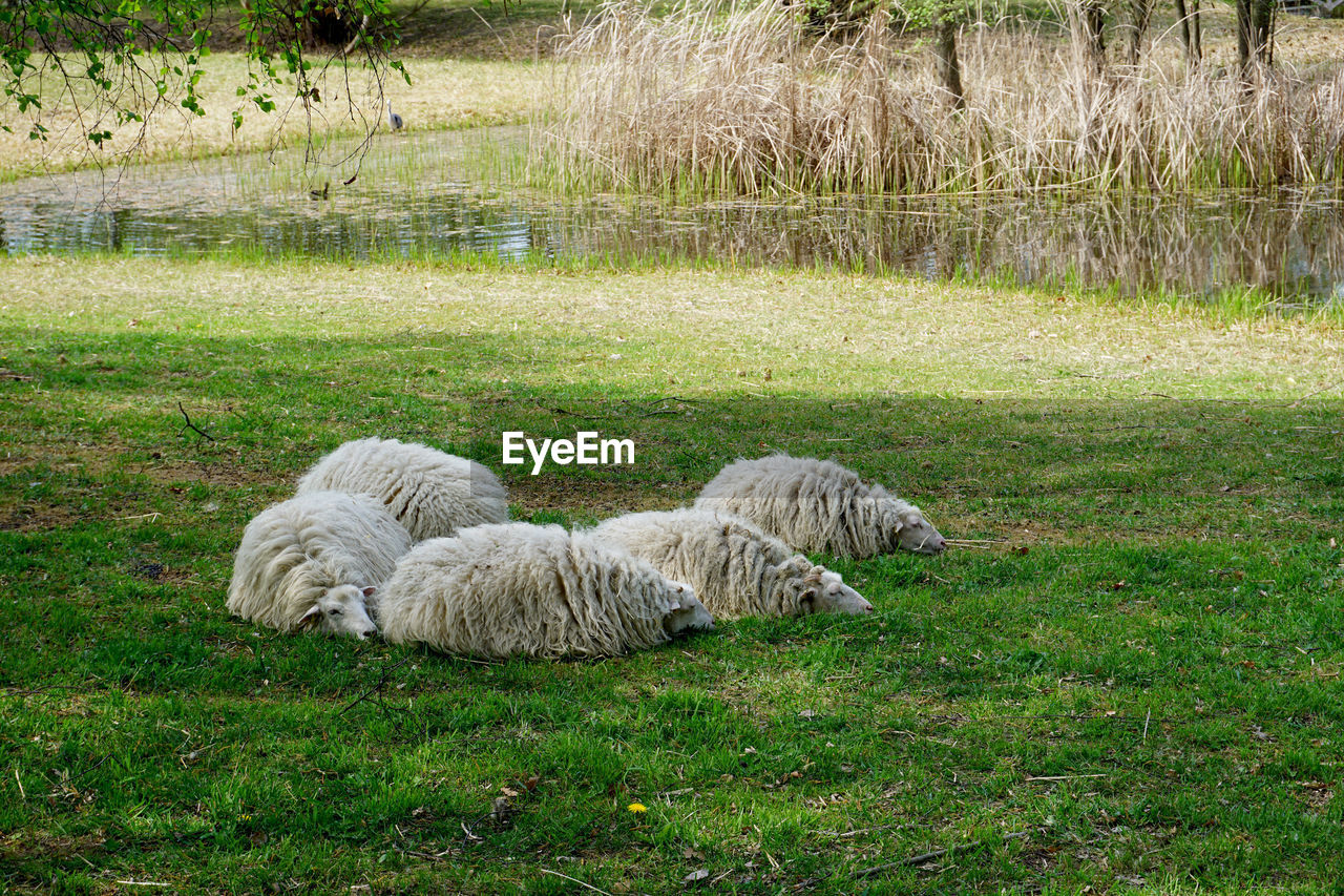 VIEW OF SHEEP ON FIELD