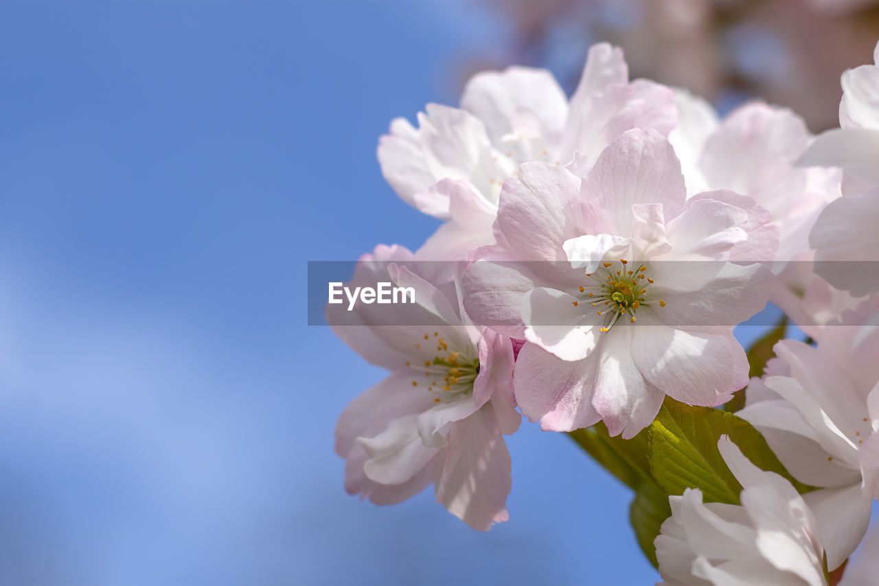 Sakura flowers close-up against the blue sky. copy space. spring background with sakura flowers.