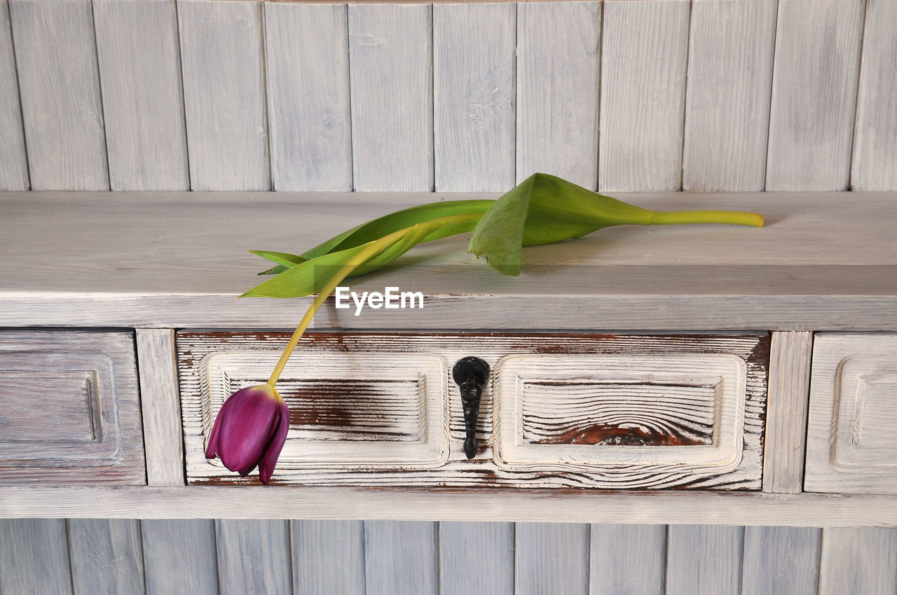 Purple tulip on table at home