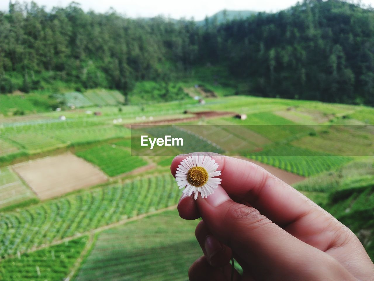 cropped hand of woman holding flower