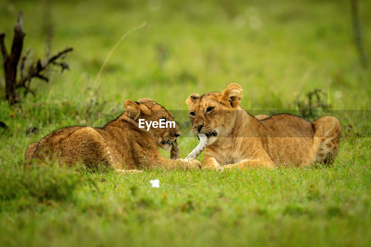 Two lion cubs lie biting dead branch