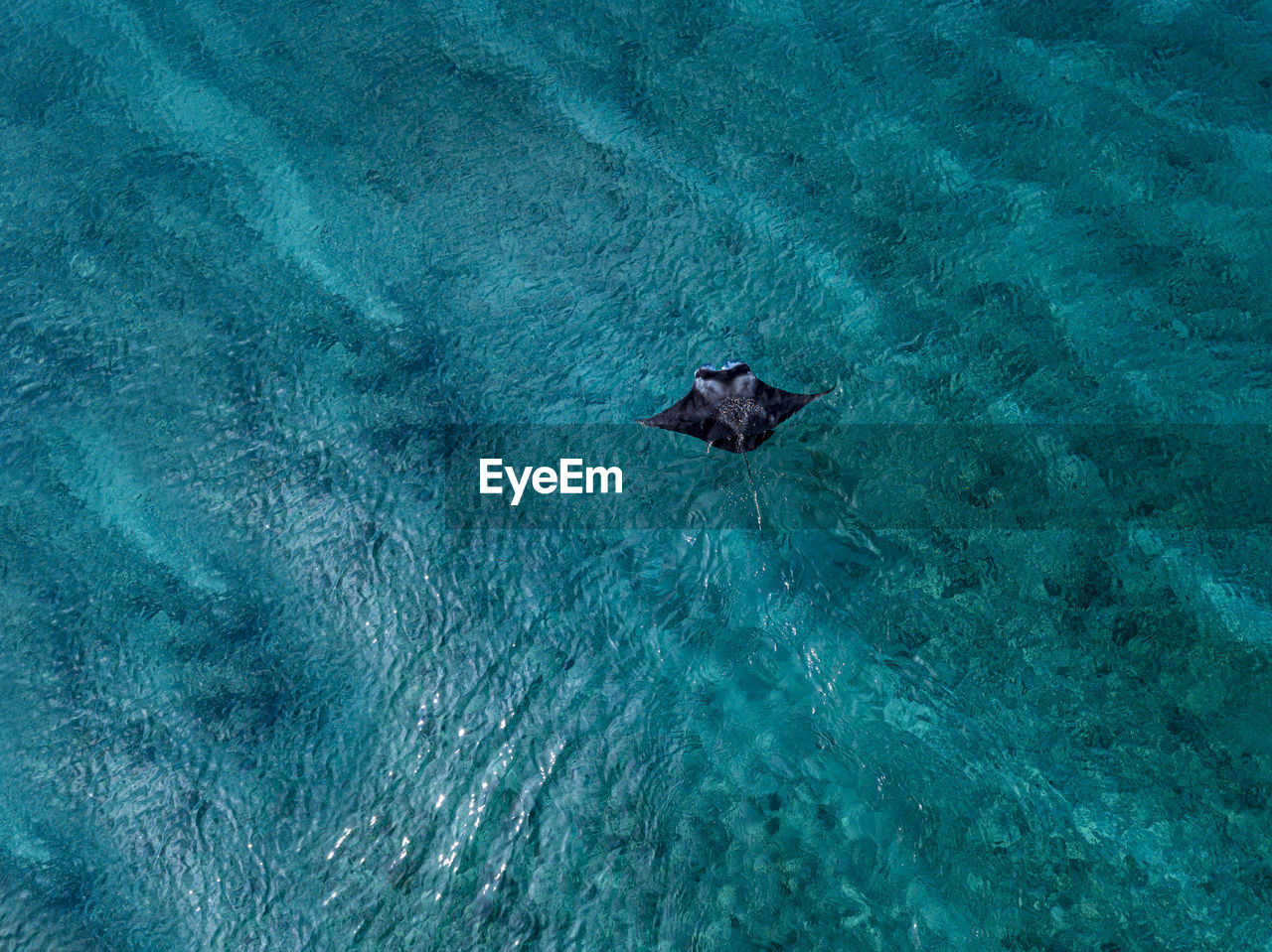 Manta ray swimming in turquoise sea at maldives