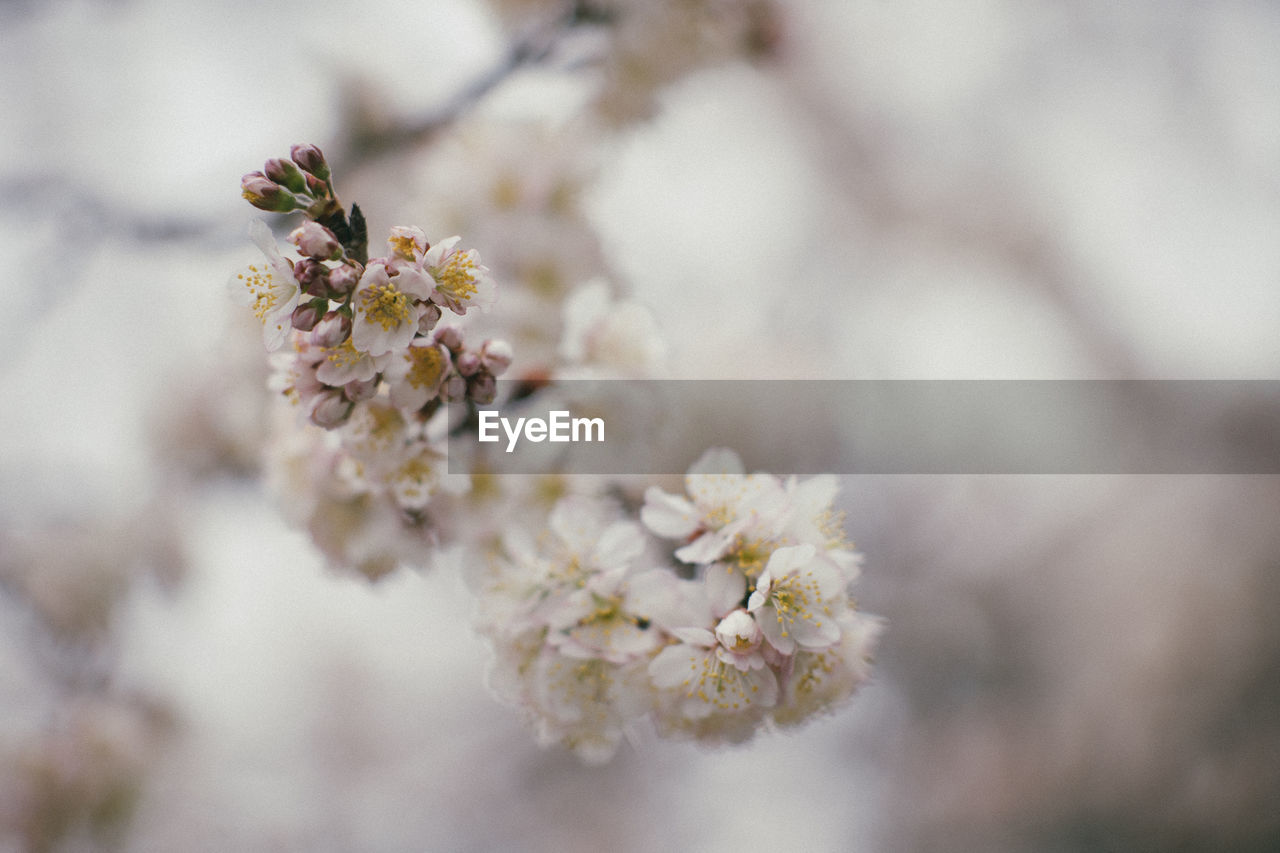 Close-up of cherry blossom