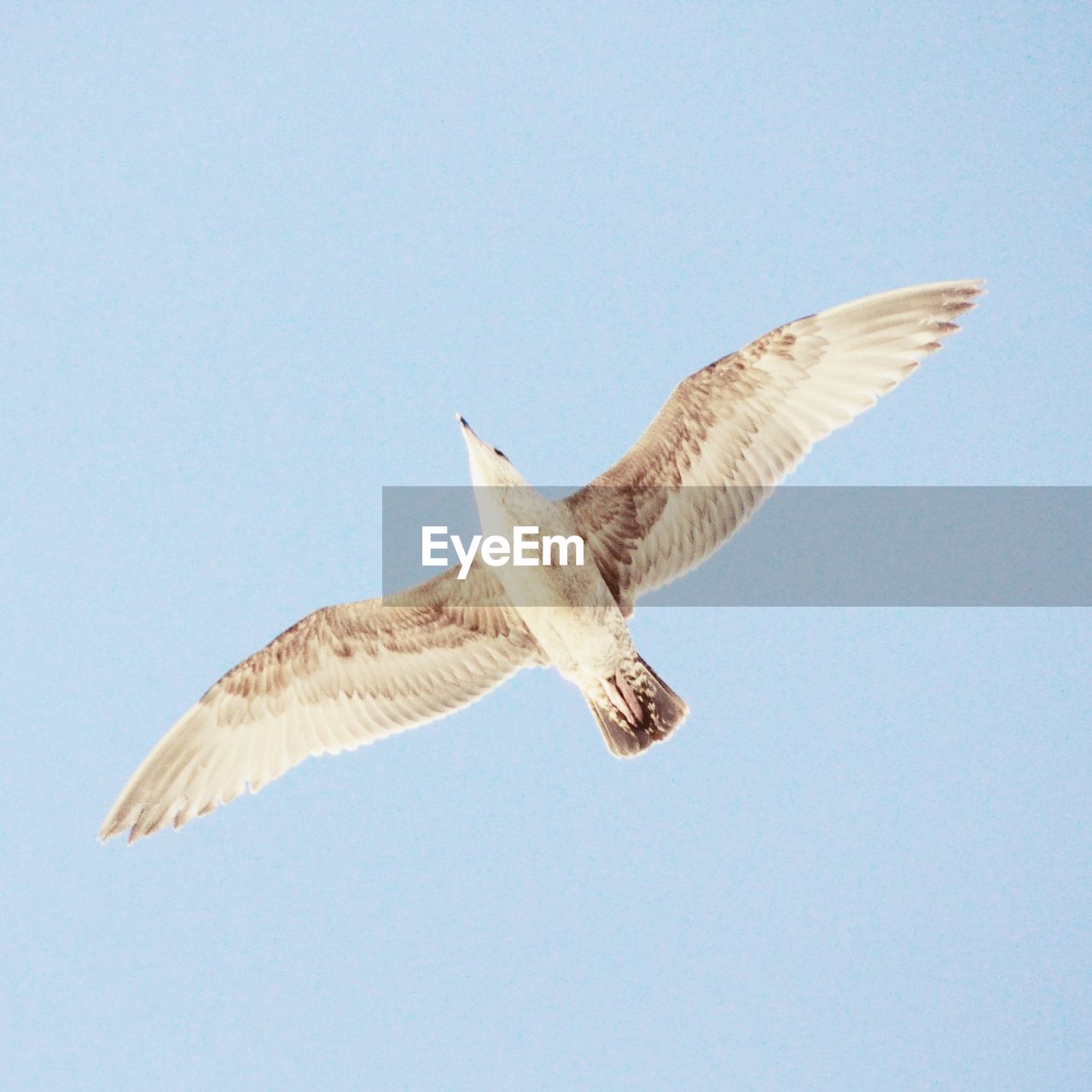 Directly below shot of seagull flying against clear sky