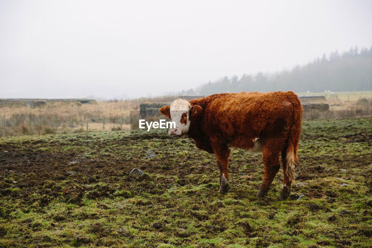 Cow standing on field against clear sky