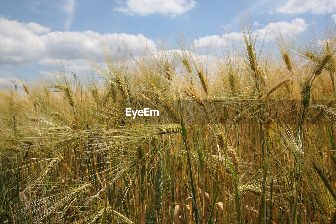 Scenic view of wheat field against sky